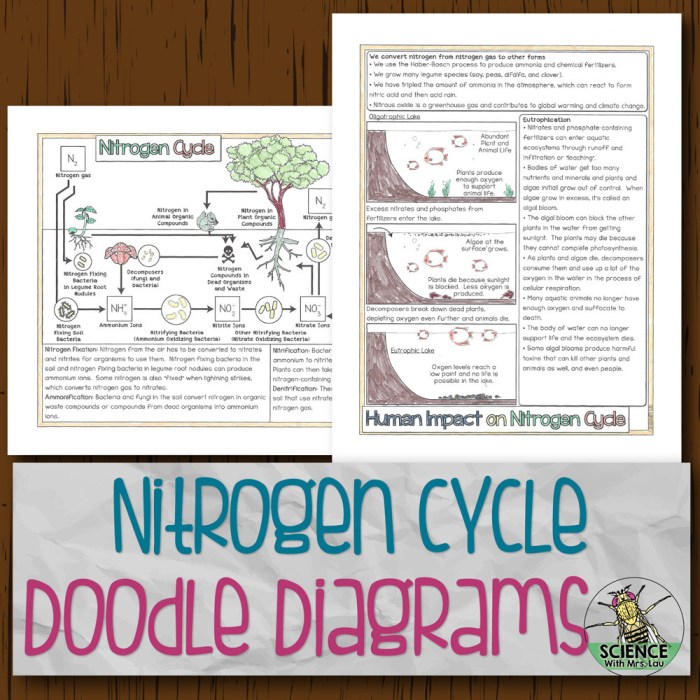 The nitrogen cycle worksheet answer key