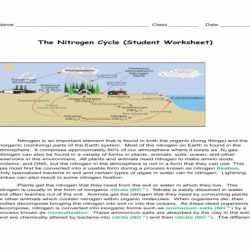 The nitrogen cycle worksheet answer key