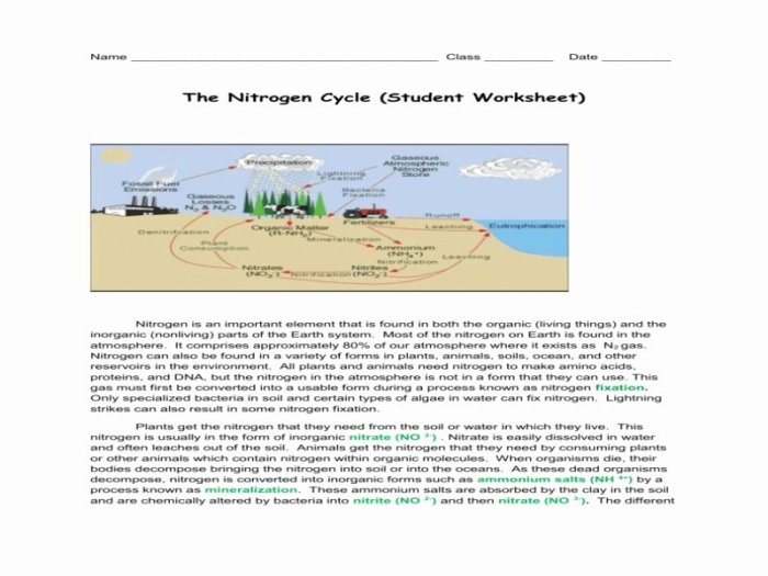 The nitrogen cycle worksheet answer key