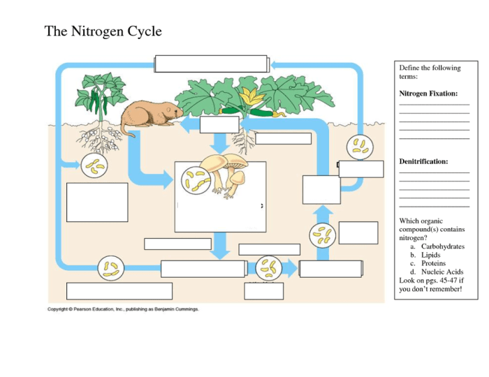 The nitrogen cycle worksheet answer key