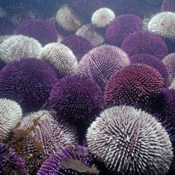 Urchin delicacy urchins