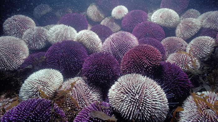 Urchin delicacy urchins