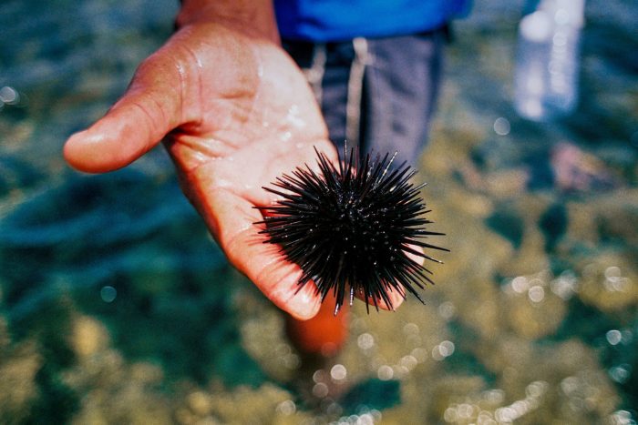 Effects of the environment on the sea urchin worksheet answers